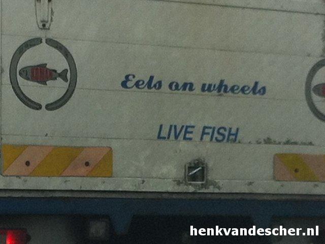 Eels on wheels