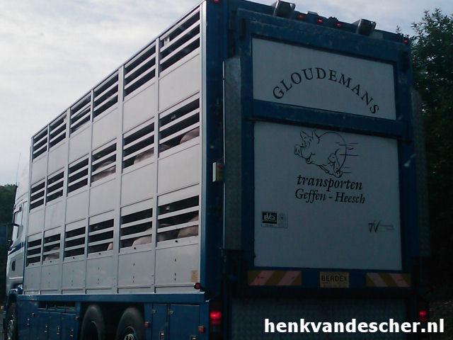 Gloudemans :: Blije varkens