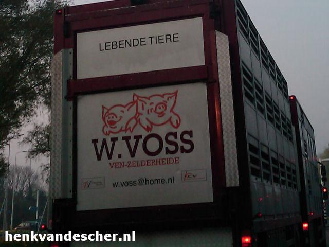 W. Voss :: Lachende varkens