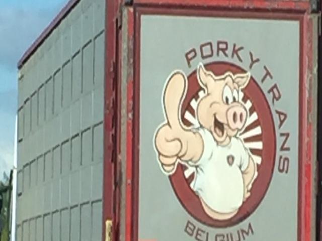 Porky Trans :: Blije Varkens