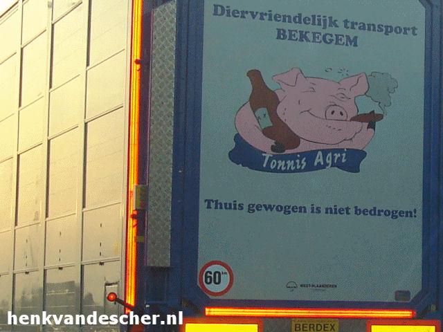 Bekegem :: Blije varkens