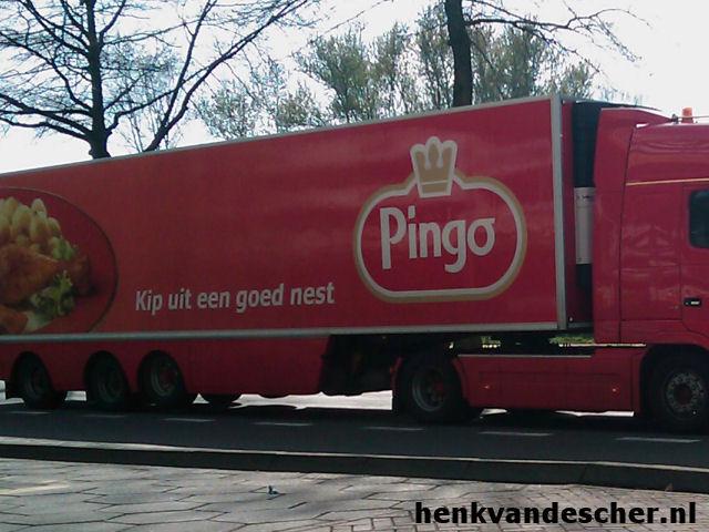 Pingo :: Kip uit een goed nest
